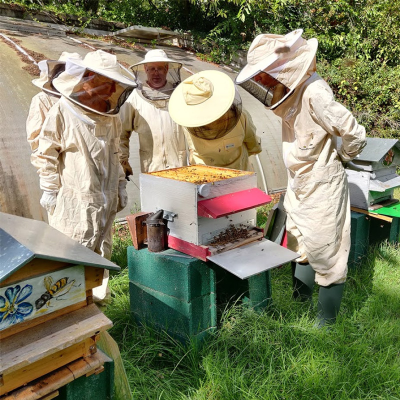 les ruches dans les Rucher de Benoît