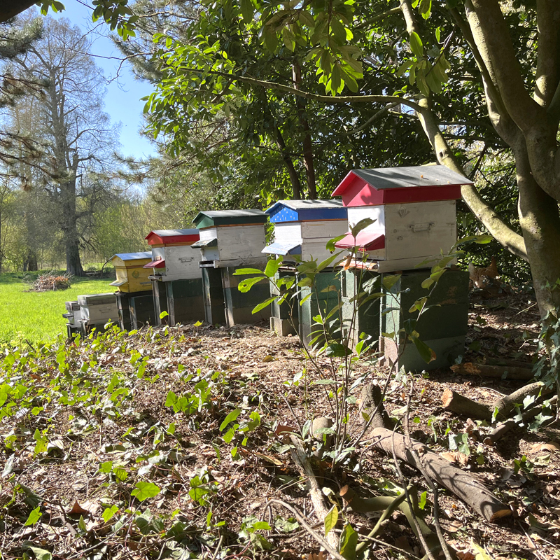 les ruches dans les Rucher de Benoît